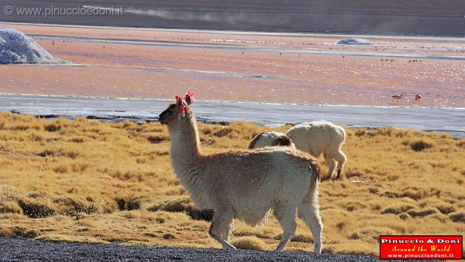 BOLIVIA 2 - Lama alla Laguna Colorada - 2.jpg